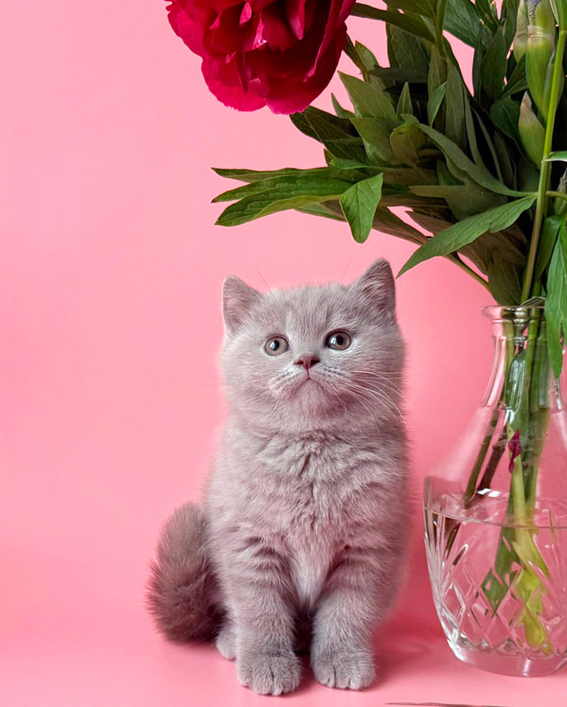 Lorenzo British Shorthair male, lilac