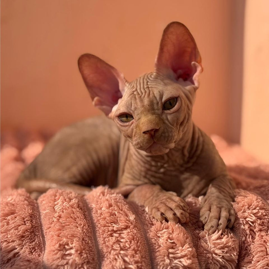 Eliot Canadian Sphynx male, red