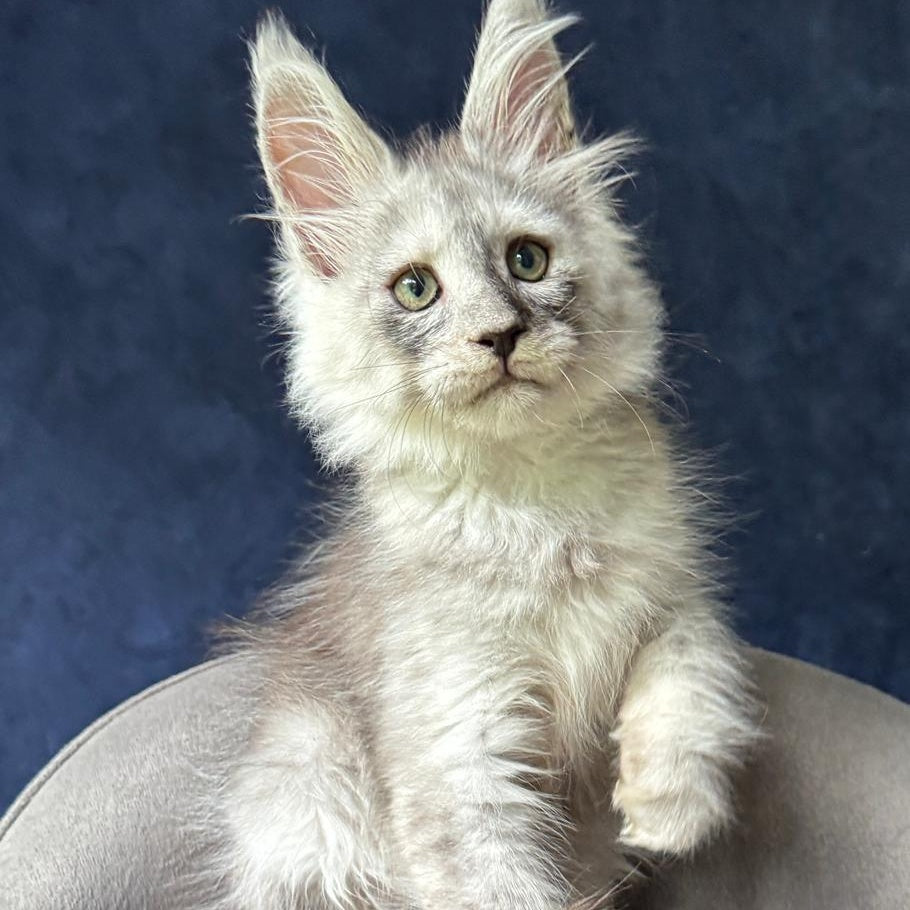 Yankee Maine Coon male, black silver