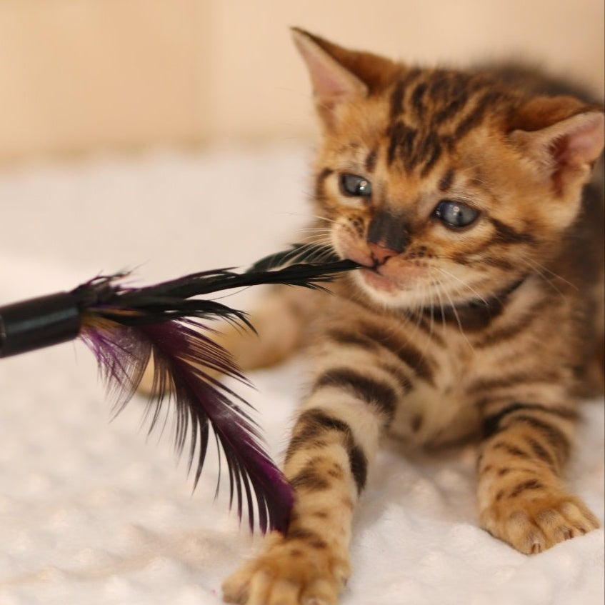 Xavier Bengal male, black spotted tabby