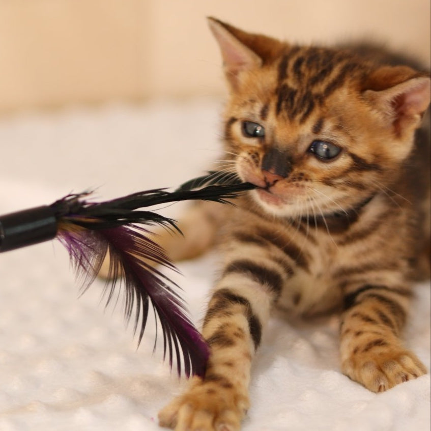 Xerxes Bengal male, black spotted tabby