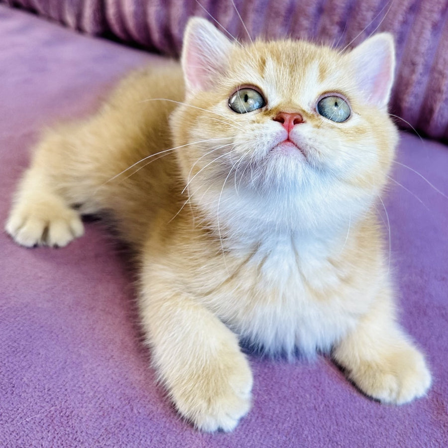 Golden Rose British Shorthair female, cinnamon golden shaded