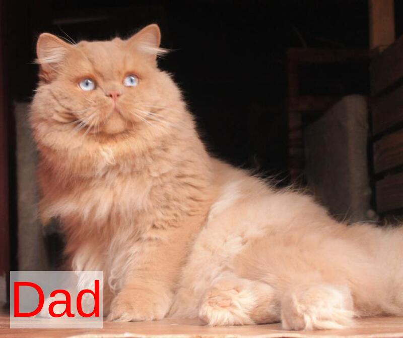 Billi British Longhair male chocolate golden ticked tabby - live animals