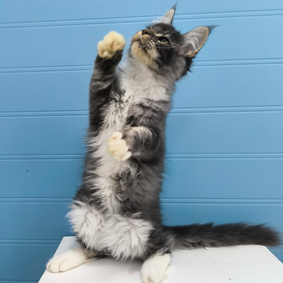 Jaguar Maine Coon male, blue silver tabby
