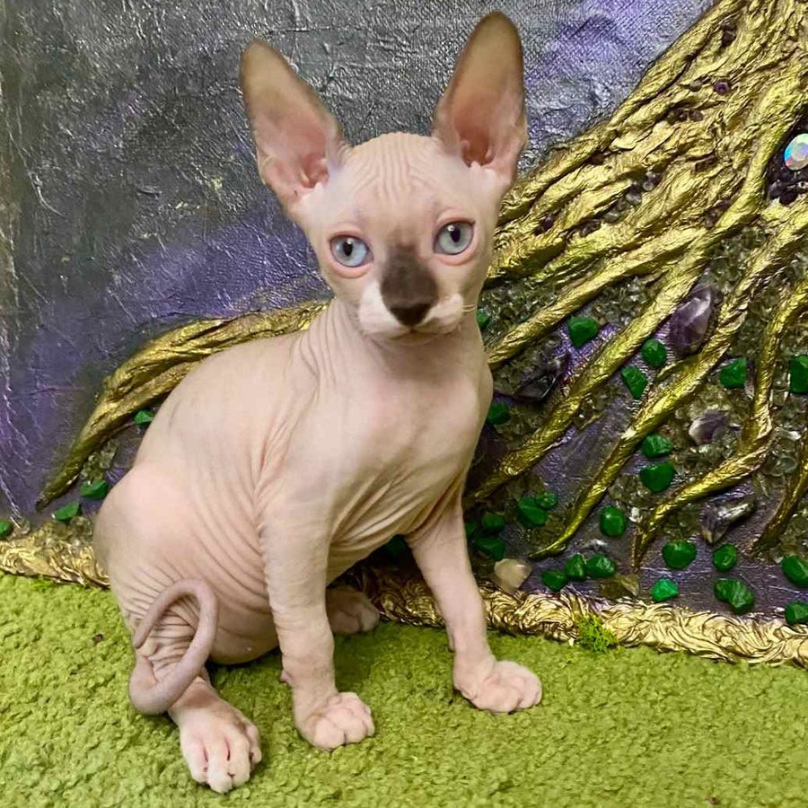 Anna Canadian Sphynx female, blue bicolour