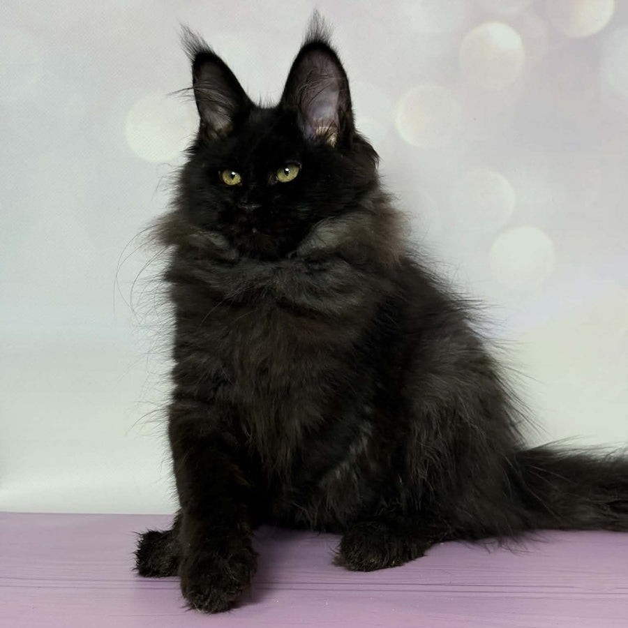 Wisteria Maine Coon female, black silver
