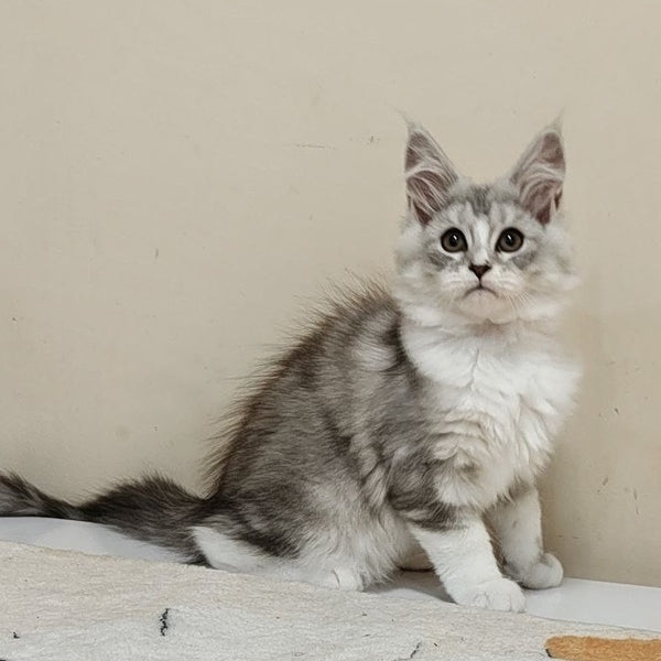 Happy Maine Coon female, black silver ticked tabby with white