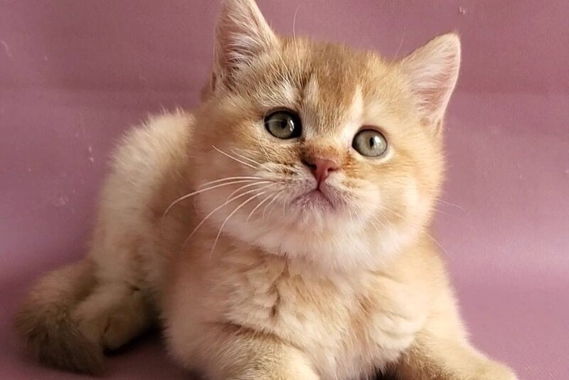 Ralph British Shorthair male cinnamon golden shaded - live animals