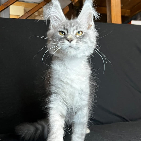 Olaf Maine Coon male, black silver spotted tabby