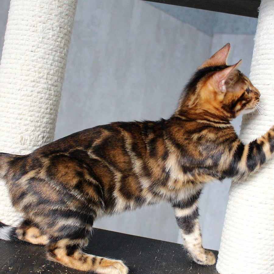 Elby Bengal female, black spotted tabby