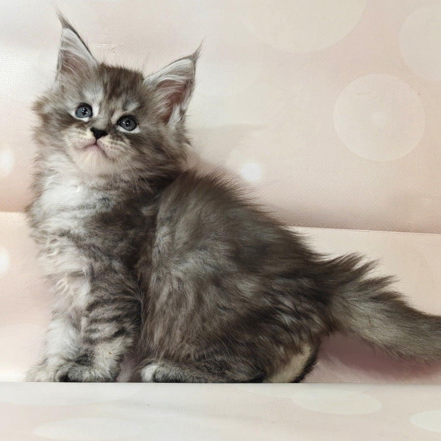Brendan Maine Coon polydactyl 6x6x6x6 male, black silver spotted tabby