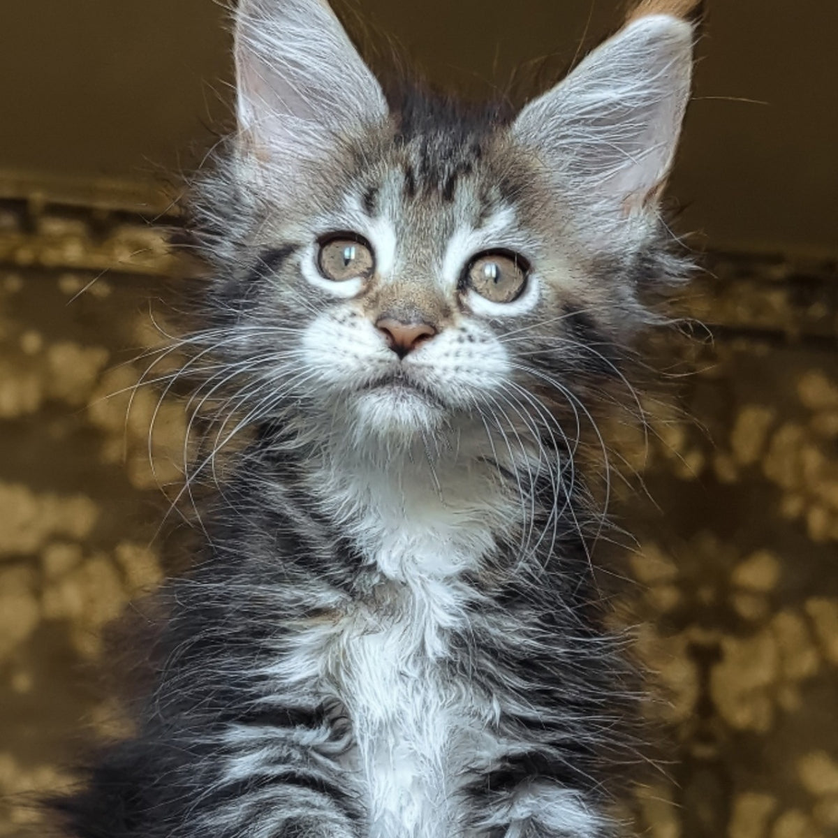 Irish Maine Coon female, black tortie tabby with white