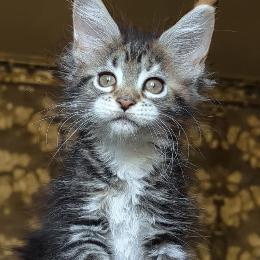 Irish Maine Coon female, black tortie tabby with white