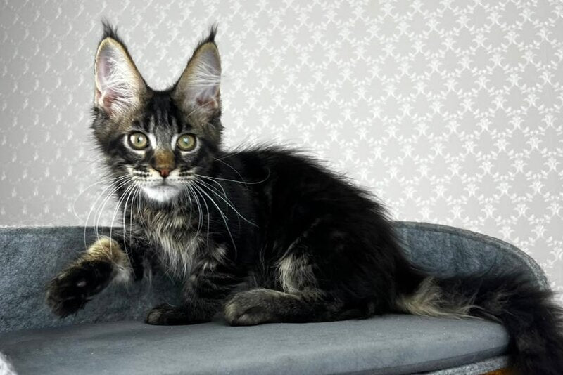 Necko Maine Coon male, black tabby