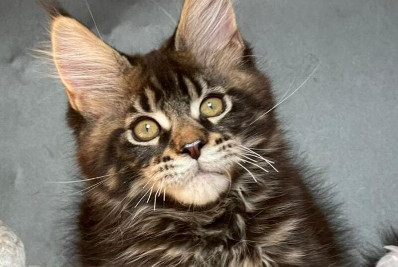Ringo Star Maine Coon male, black tabby