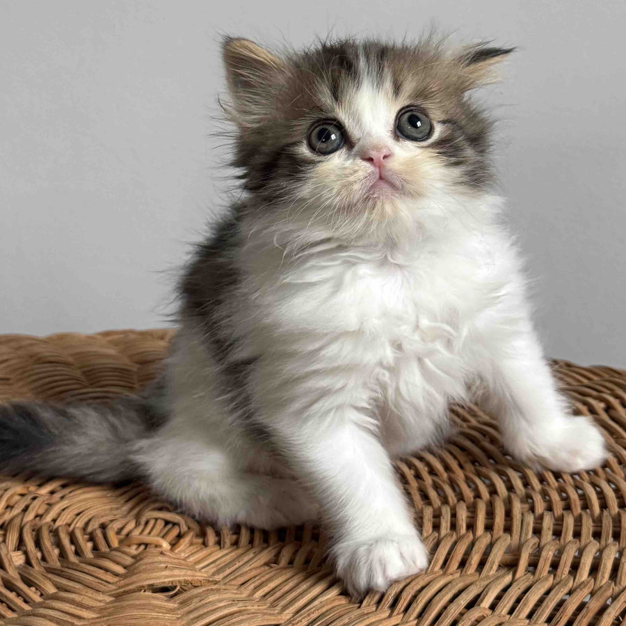 Kipish Scottish Straight male, black tabby bicolour