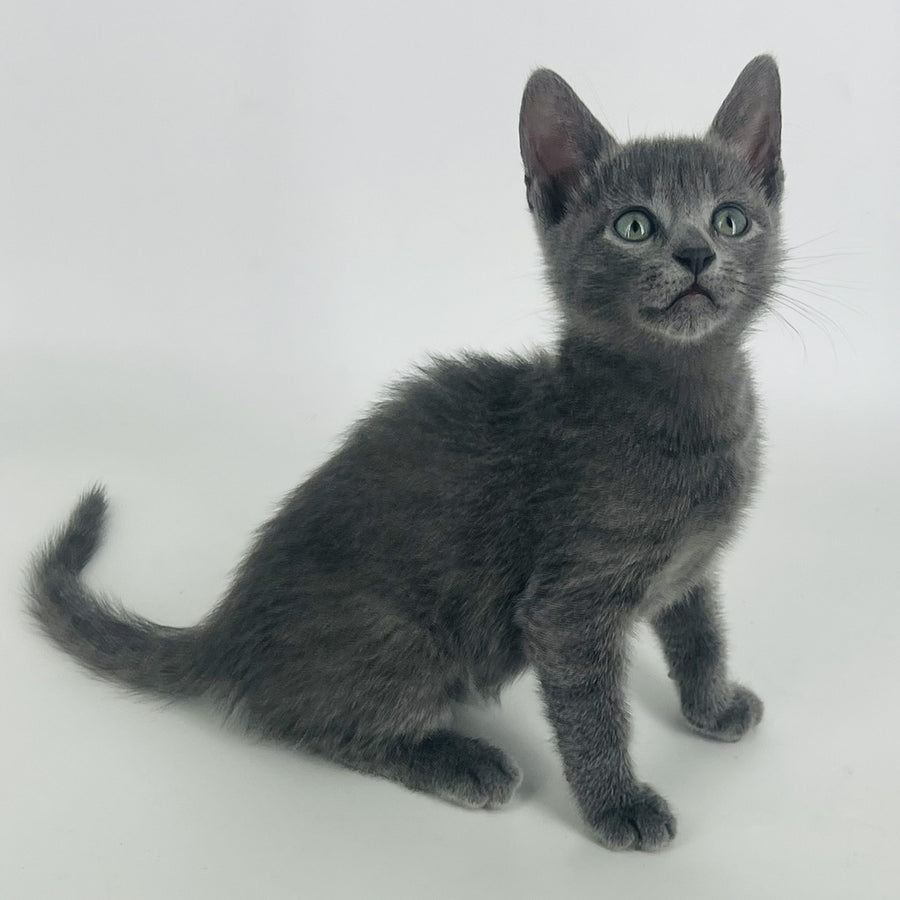 Aisha Russian Blue female, blue