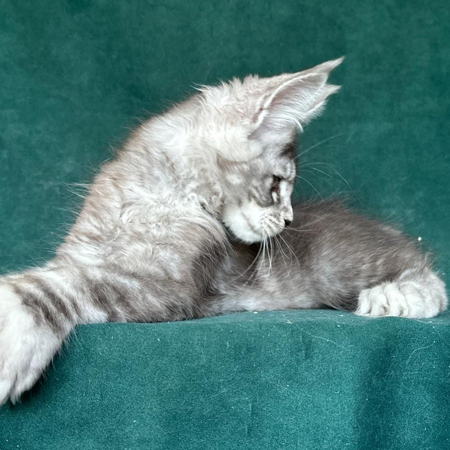 Iney Maine Coon polydactyl 6x6x6x6 male, black silver tabby