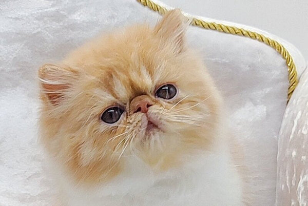 Ellie Persian female red bicolour - live animals