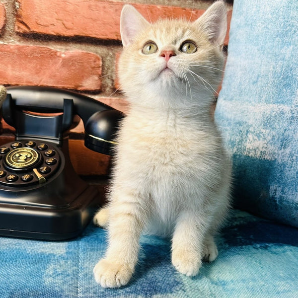 Jin British Shorthair male, blue golden spotted tabby