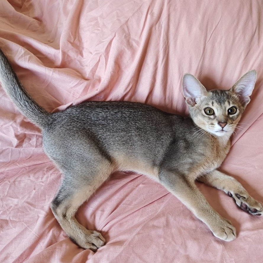 Kai Abyssinian male, blue