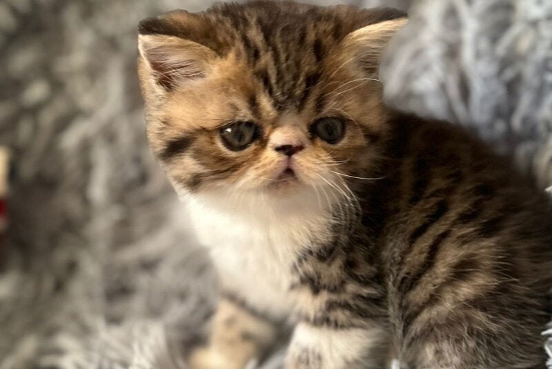 A’Taisiya Persian female, black tortie spotted tabby bicolour