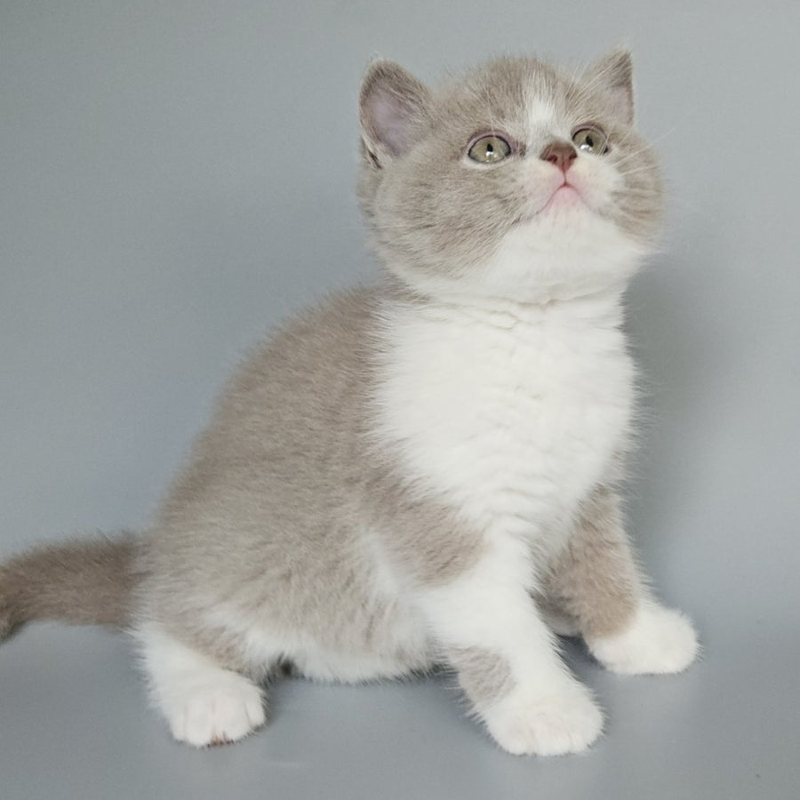 Bruno British Shorthair male, fawn bicolour