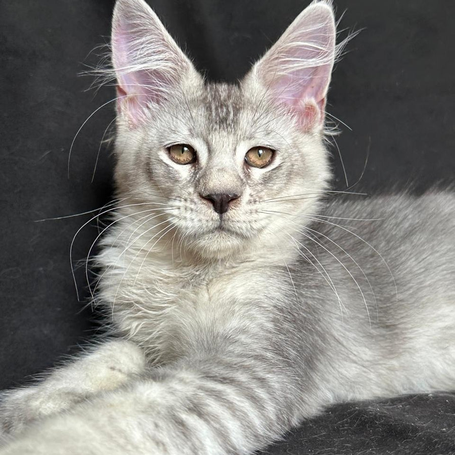 Jet Maine Coon polydactyl 6x6x6x6 male, black silver ticked tabby
