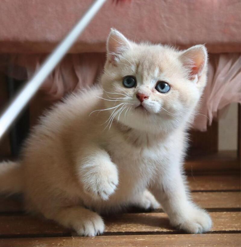 Stianly British Shorthair male, lilac golden shaded