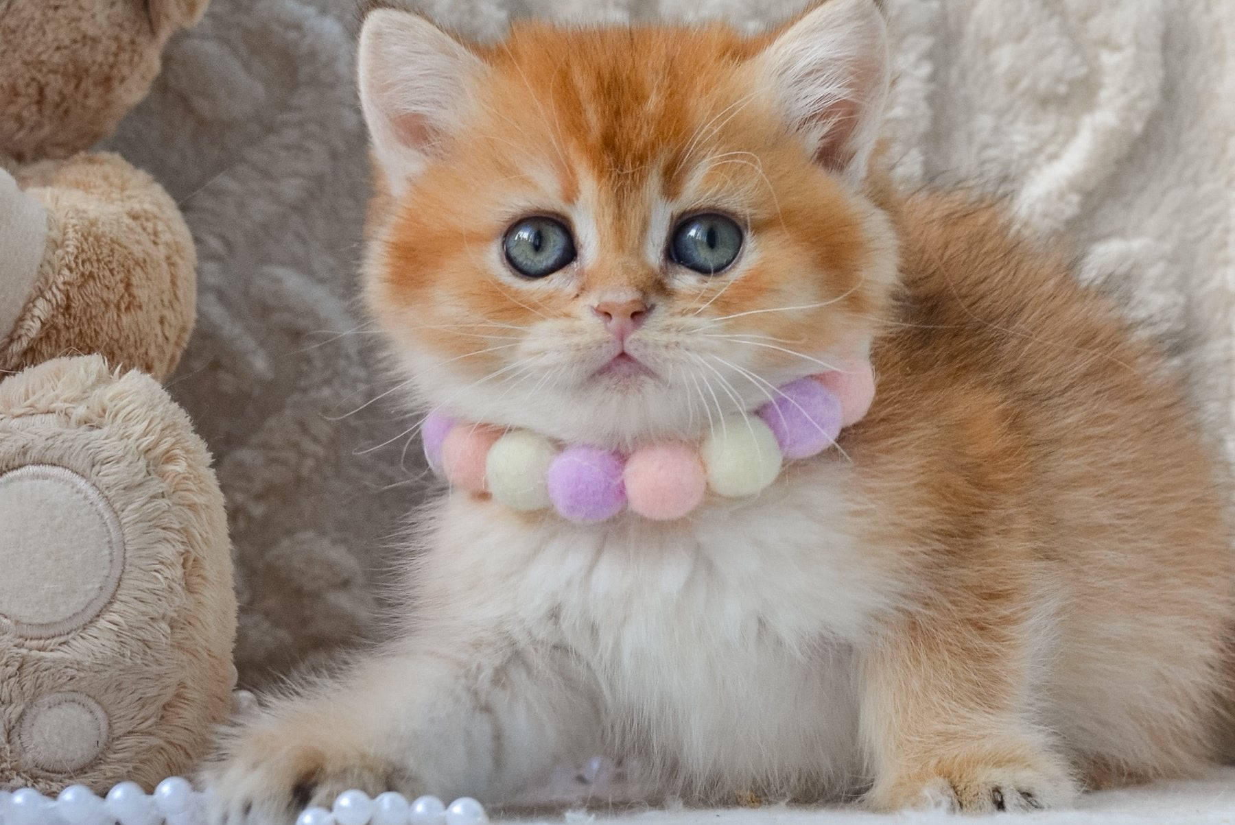 Kylie British Shorthair female, black golden shaded