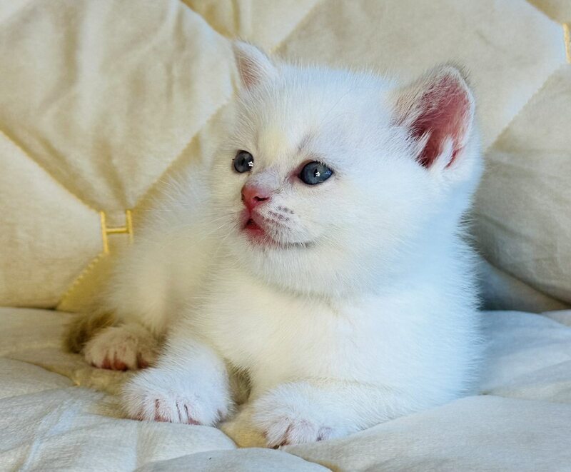 Elio British Shorthair male, red golden shaded pointed