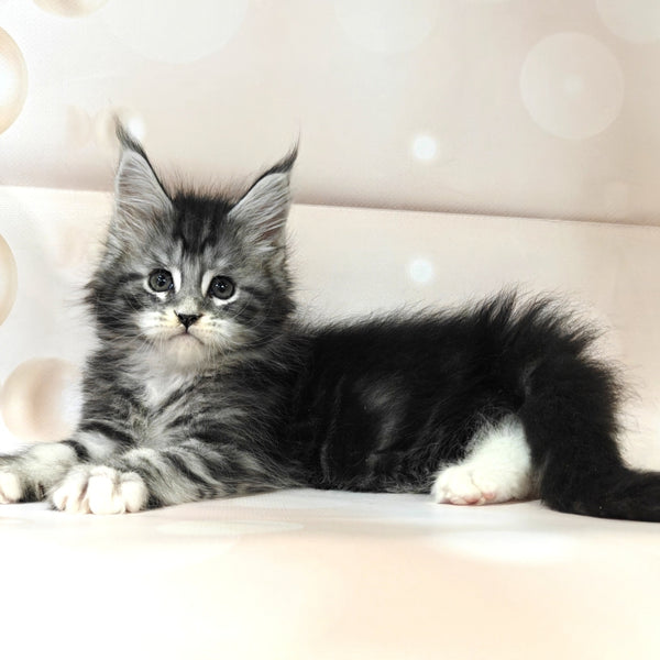 Monika Maine Coon female, black silver tabby with white