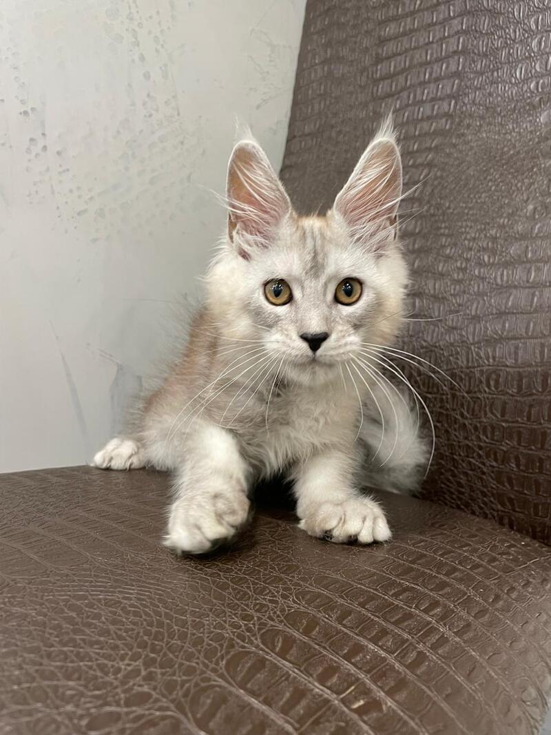 King Maine Coon male, black silver ticked tabby