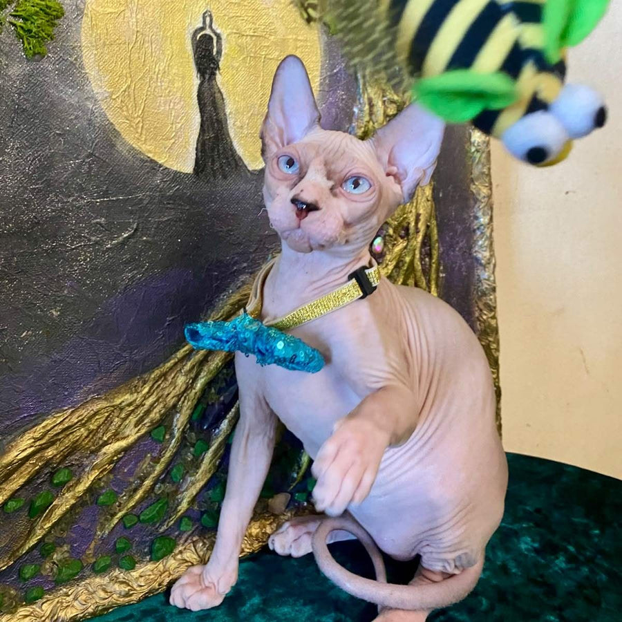 Max Canadian Sphynx male, blue bicolour pointed