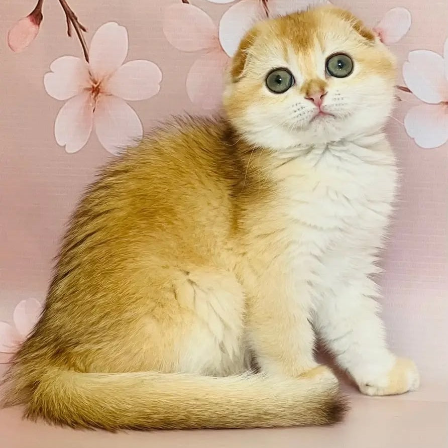 Karamelka Scottish Fold female, chocolate golden chinchilla