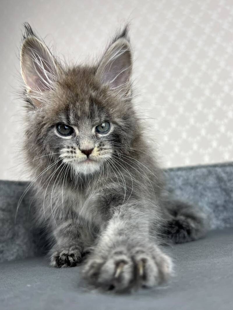 Paradise Maine Coon male, blue tabby
