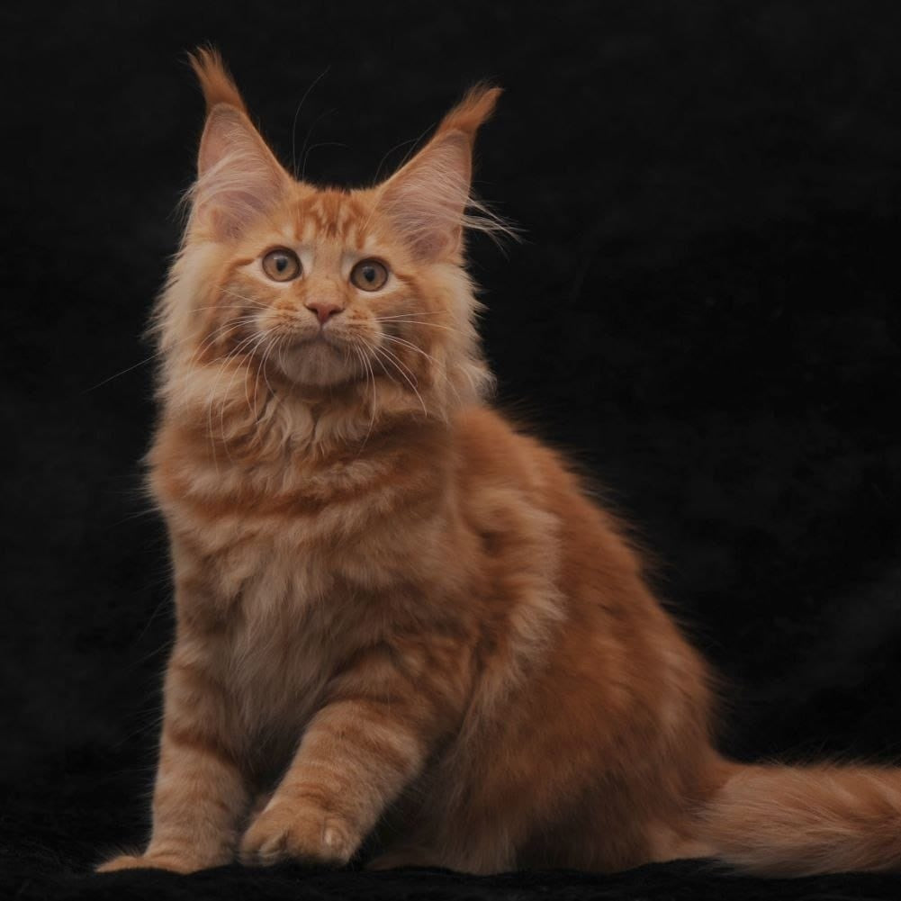 Riana Maine Coon female, red