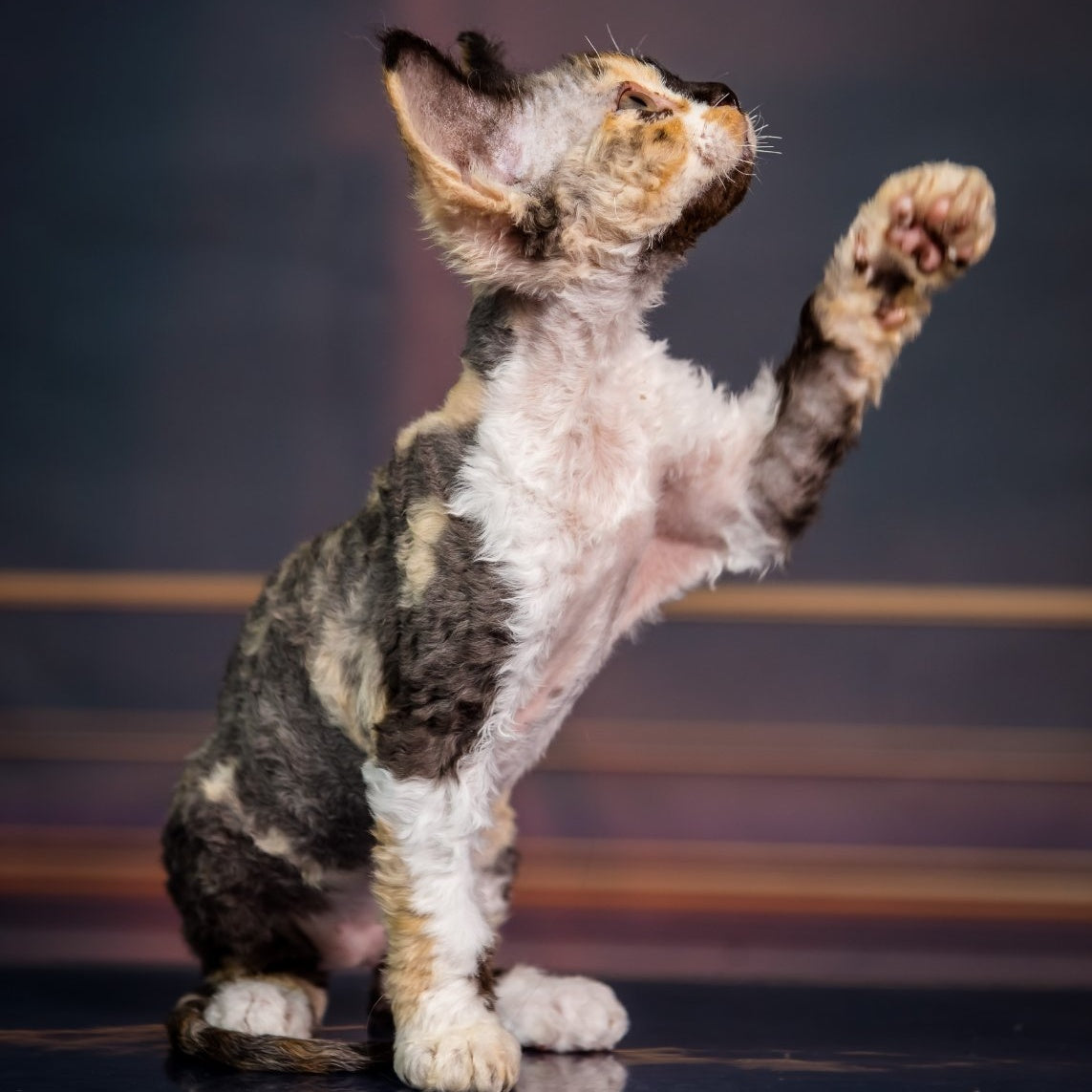 Karmen Devon Rex female, black tortie bicolour