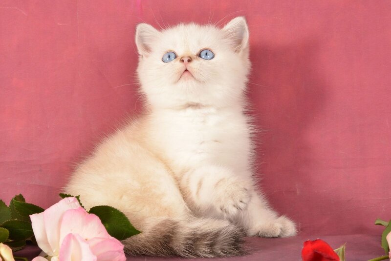 Nemo Scottish Straight male, chocolate golden tabby pointed