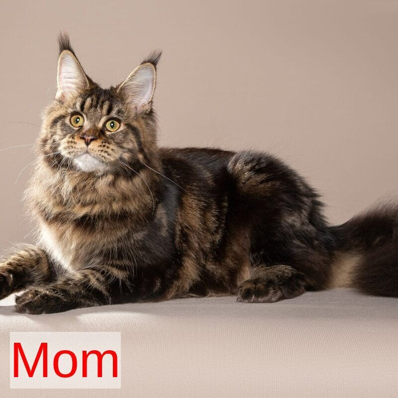 Kevin Maine Coon male, black tabby