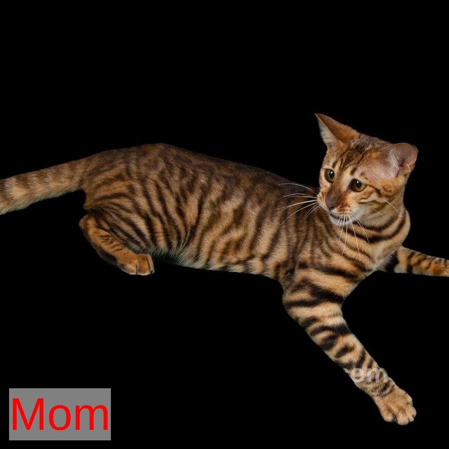 Yun Toyger male, brown tabby