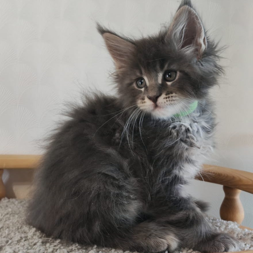 Cocos Maine Coon polydactyl 5x5x6x6 male, blue tabby