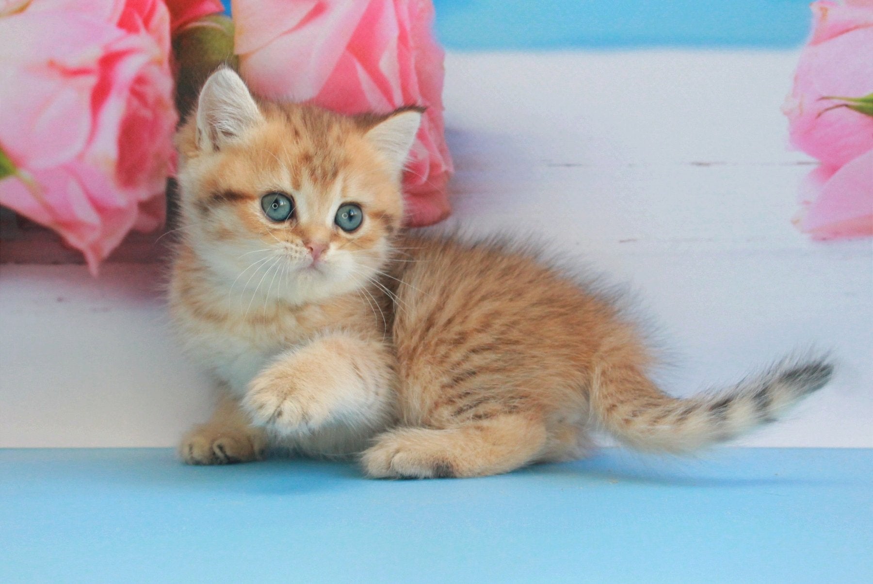 Mishka British Shorthair male, black golden spotted tabby