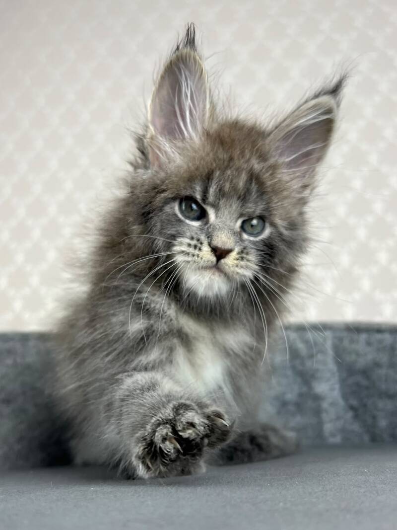 Paradise Maine Coon male, blue tabby