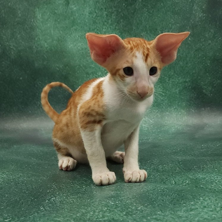 Ziggy Oriental Shorthair male, red bicolour spotted tabby