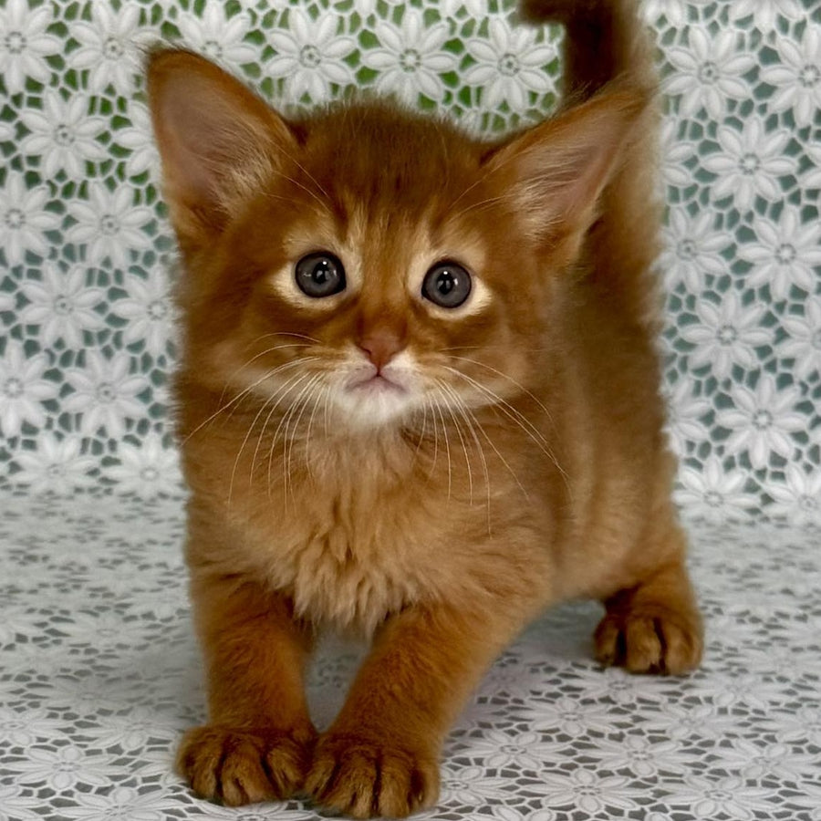 Gabriel Somali male, sorrel