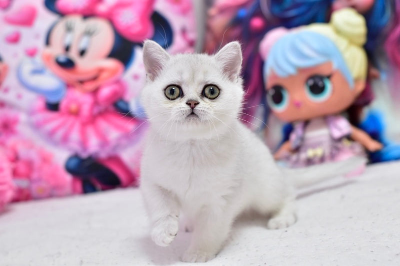 Annabelle British Shorthair female black silver shaded - live animals