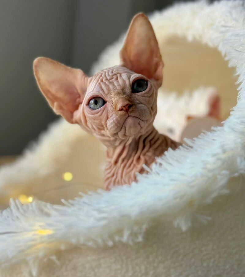 Sultan Canadian Sphynx male red tabby - live animals