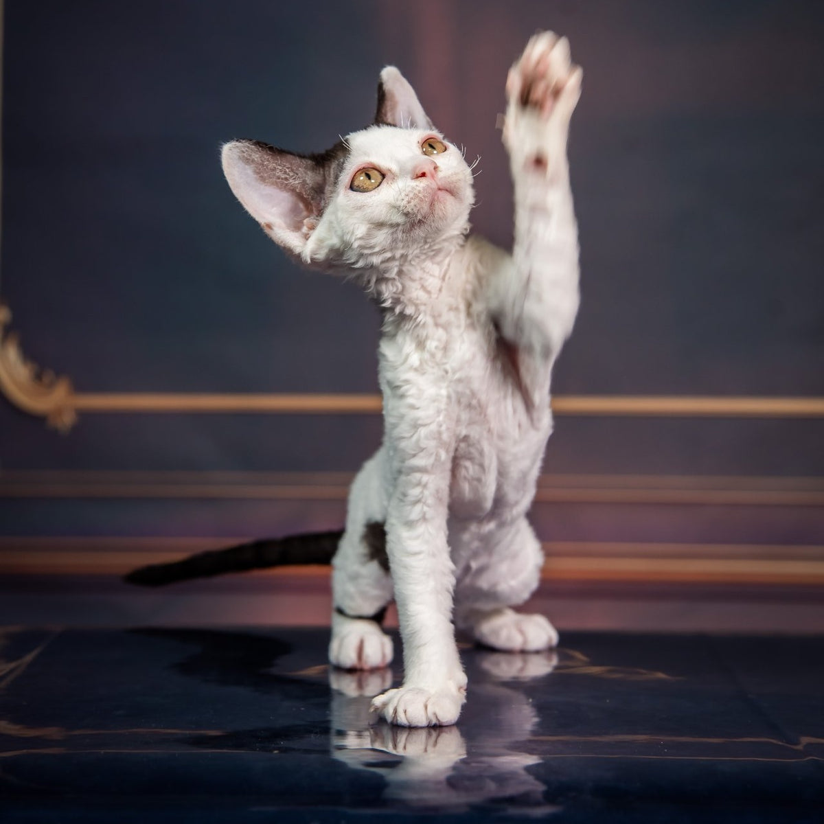 Kiki Devon Rex female, black harlequin