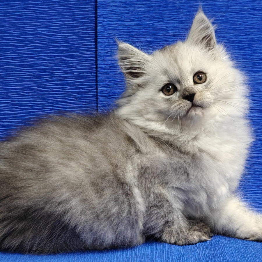 Nora Maine Coon female, black silver